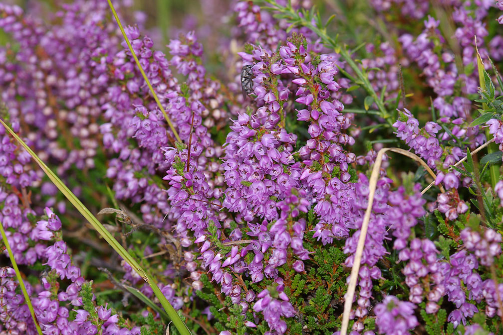 Calluna vulgaris - brugo